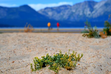 Tahoe Yellow Cress