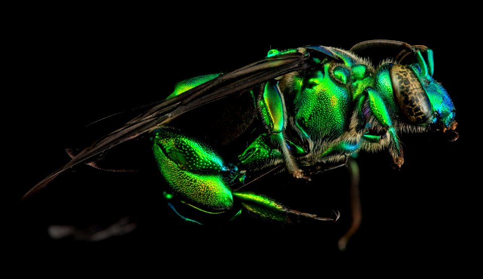 Exaerete frontalis, side, guyana 2014-06-18-16.52.08 ZS PMax photo