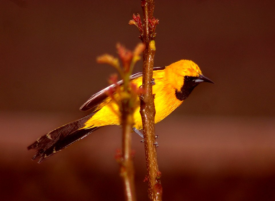 ORIOLE, HOODED (4-10-06) male (1)