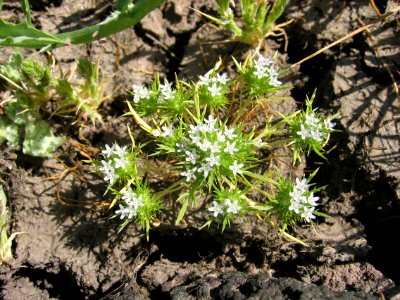 Spreading navarretia plant