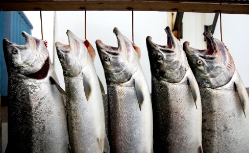 Salmon in a row