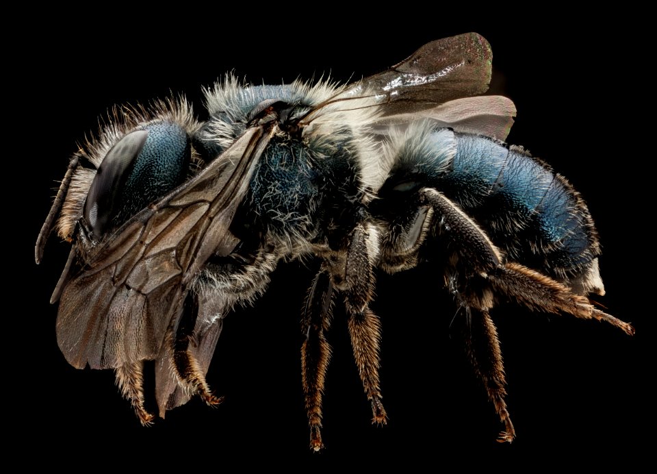 Osmia simillima, side 2014-07-01-13.56.43 ZS PMax
