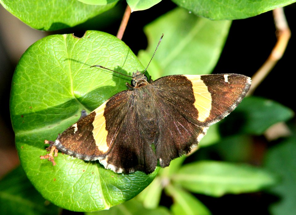 BANDED-SKIPPER, GOLDEN (epargyreus clarus) (7-29-09) miller cyn, az -01