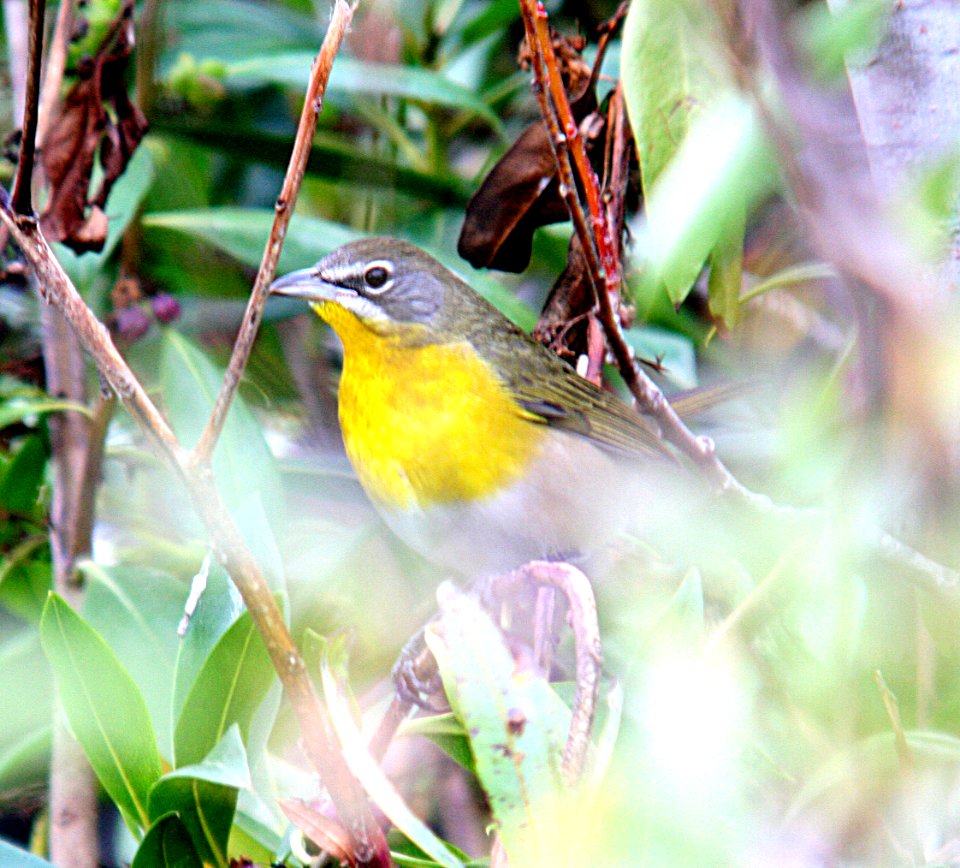 CHAT, YELLOW-BREASTED (10-14-06) oceano, slo co, ca-1