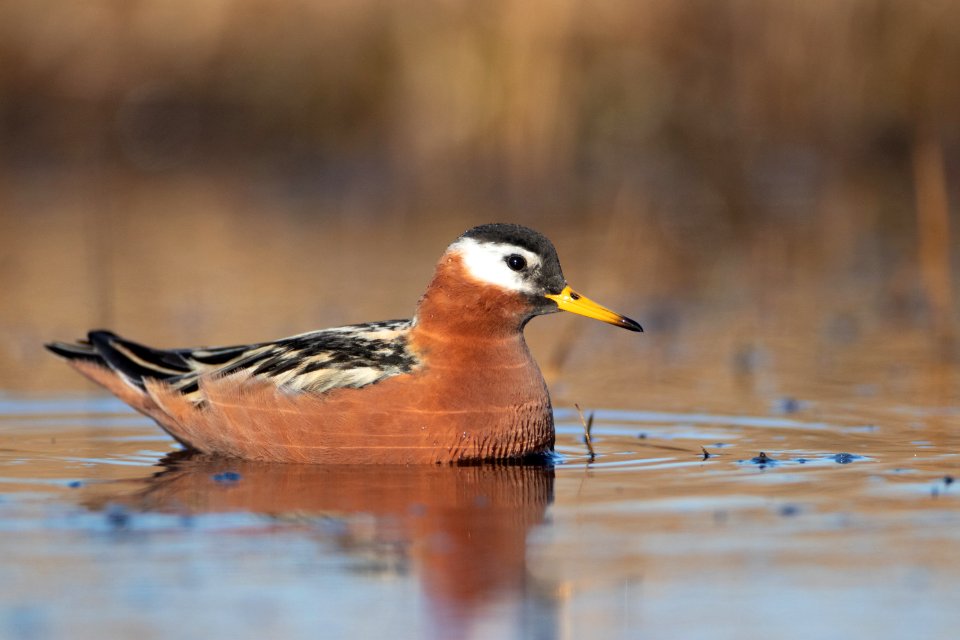 Red Phalarope female on water