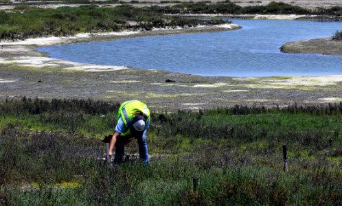 Surveying for salt marsh bird's beak photo