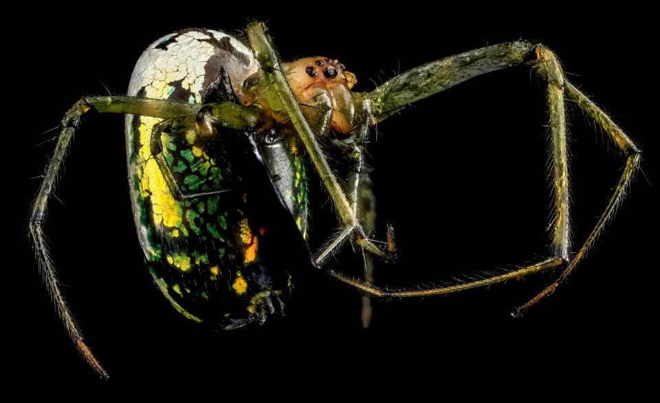 Leucauge venusta, Orchard Orb Weaver, U, Front, MD, Upper Marlboro 2013-06-21-15.14.21 ZS PMax photo