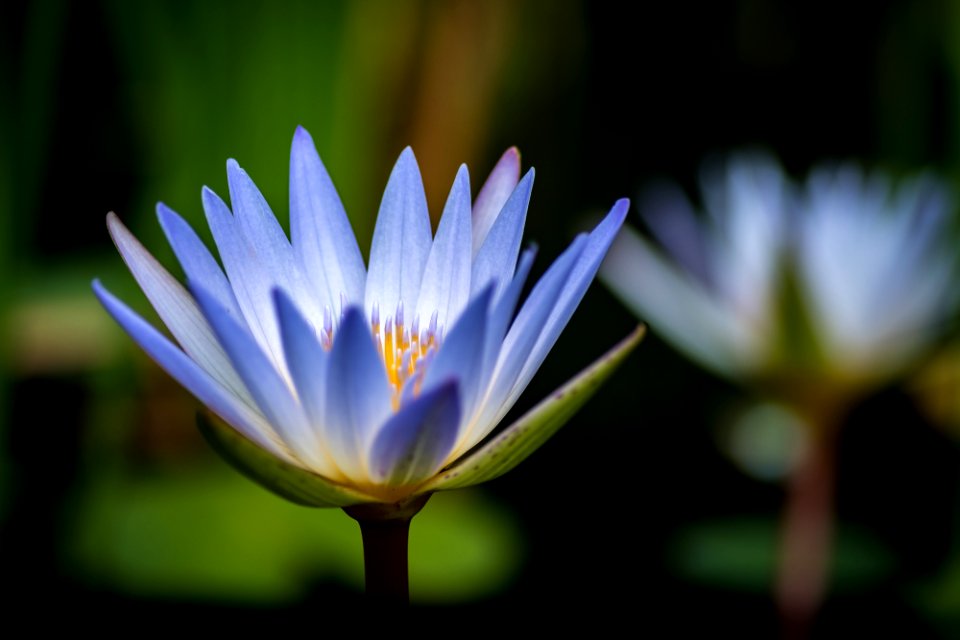 Blumen gehen immer