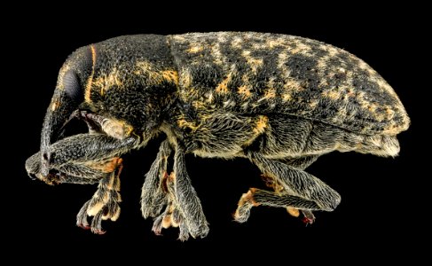 Larinus planus, U, Side, Lake Michigan 2014-01-17-11.40.11 ZS PMax