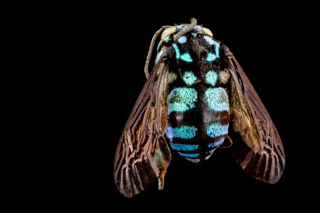 Thyreus wallacei, m, back, philippines, mt banahaw 2014-07-15-18.54.08 ZS PMax