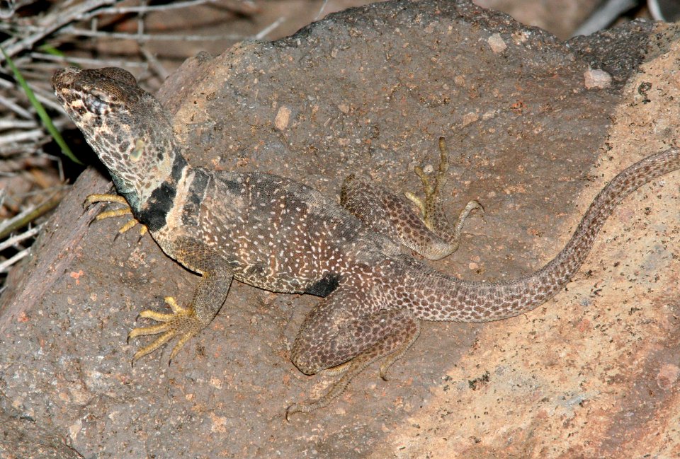 LIZARD, BREAT BASIN COLLARED (crotaphytus bicinctores) (6-28-09) near ely, nevada -02