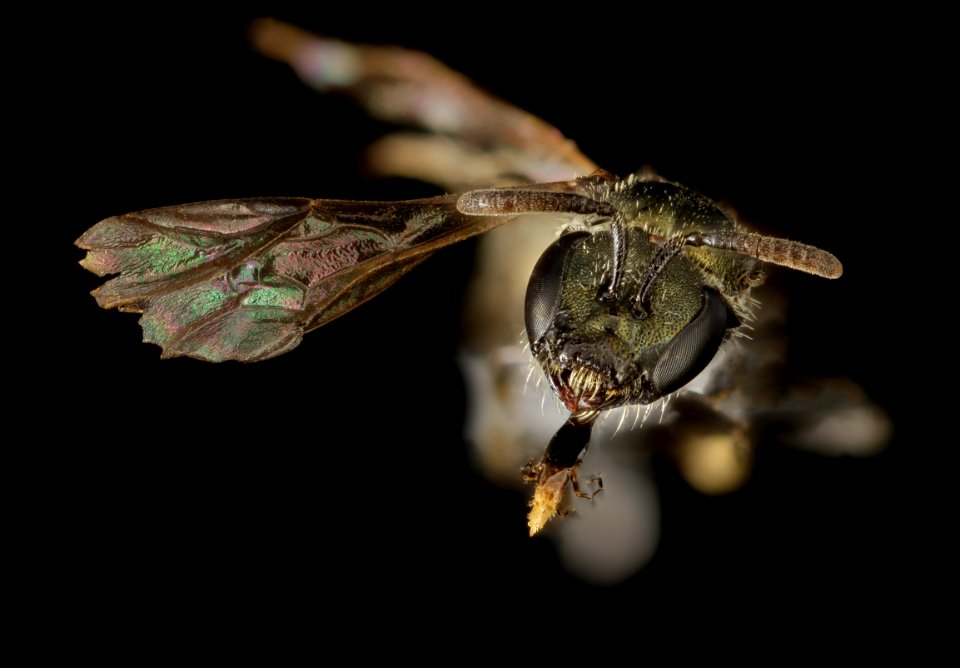 Lasioglossum lilliputense, F, Face, WY, Teton County 2015-06-08-15.30.48 ZS PMax