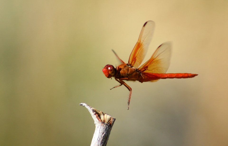 Flame Skimmer at Ash Meadows NWR