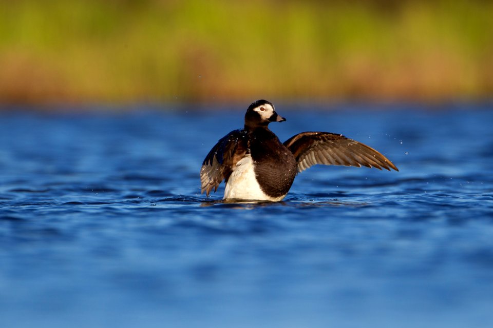 Long-tailed duck flapping