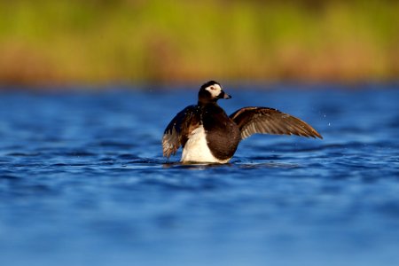 Long-tailed duck flapping photo