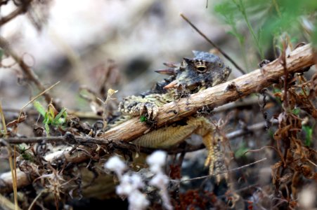 Coast horned lizard hangin' out in restored habitat
