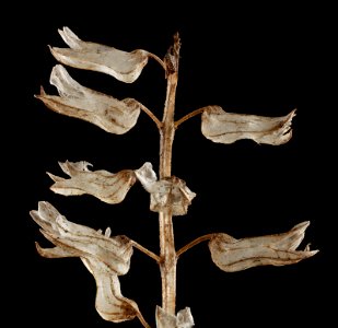 Beefsteak Plant, pod, upper marlboro, md 2015-04-10-20.34.04 ZS PMax