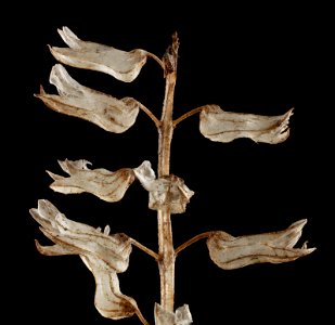 Beefsteak Plant, pod, upper marlboro, md 2015-04-10-20.34.04 ZS PMax photo