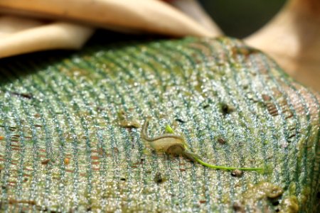 Endangered San Diego fairy shrimp in Otay Mesa vernal pools photo