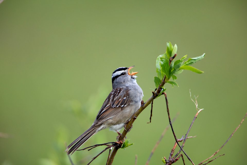 White-crowned sparrow singing