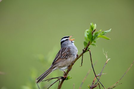 White-crowned sparrow singing photo