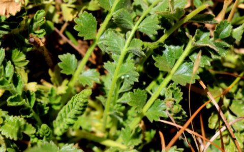 Laguna Mountains skipper eggs on Cleveland's horkelia photo