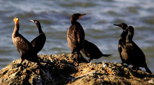 CORMORANT, DC & PELAGIC & BRANDT'S 1-27-06 (1)