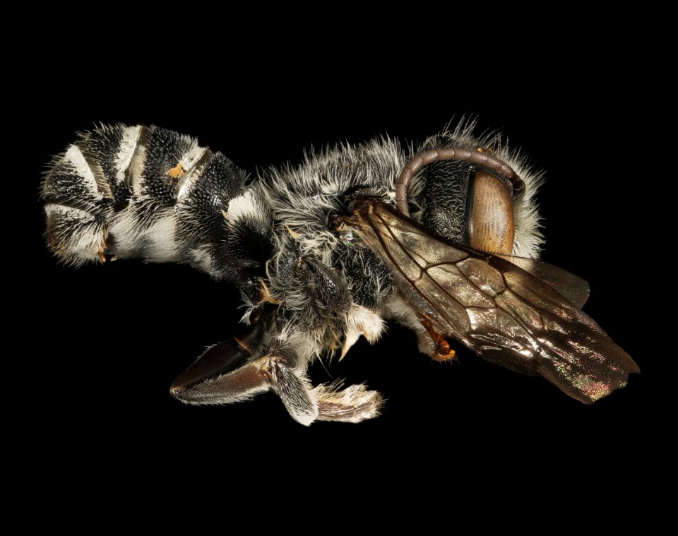 Megachile exilis, m, side, Pr. George's Co., MD 2016-03-16-00.29