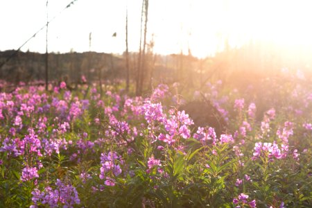Kenai Fireweed in August