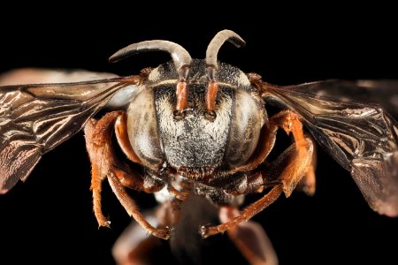 Triepeolus helianthi, F, Face, West Virginia, Kanawha County 2014-11-20-08.17.09 ZS PMax