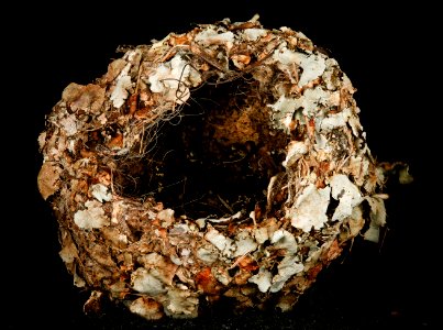 Blue gray gnatcatcher nest, top 2016-01-07-17.39