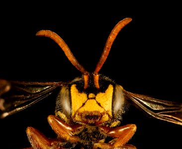 Nomada tiftonensis, m, face, Minnesota 2016-06-27-17.27 photo