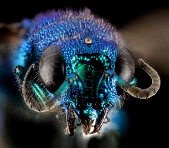 Chrysidid Wasp 2014-07-02-09.15.31 ZS PMax