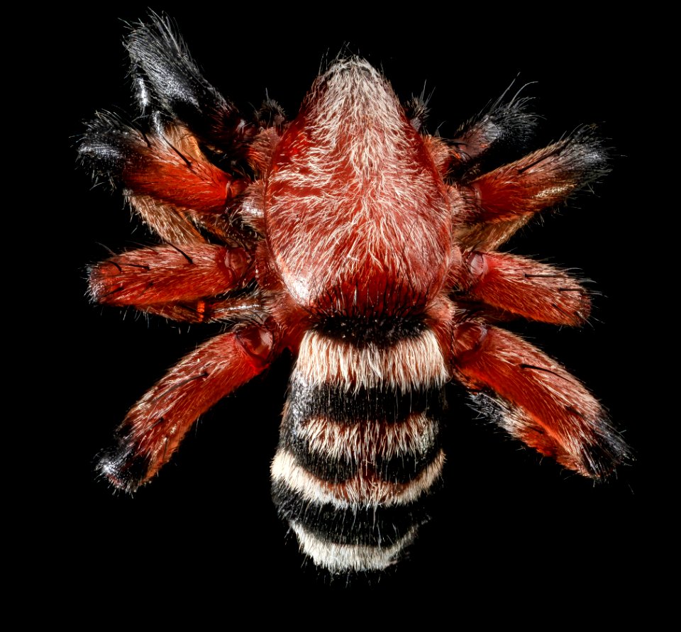Sergiolus capulatus, U, Back, MD 2013-06-21-15.45.17 ZS PMax
