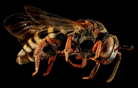 Epeolus scutellaris, F, Side, ME, Steuben 2014-02-23-12.49.25 ZS PMax photo