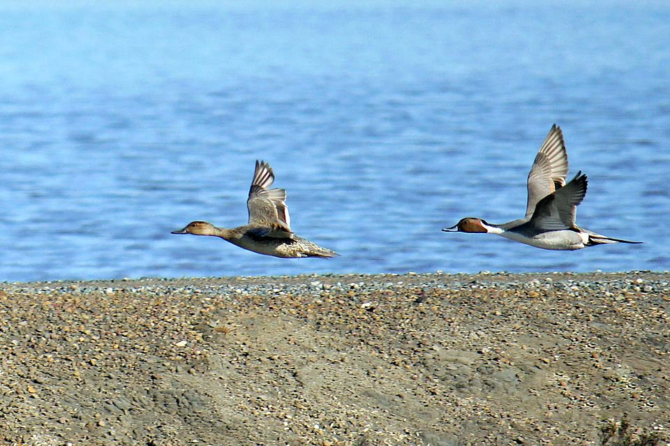 Northern pintails hover over levee of Pond 10 and 8th street