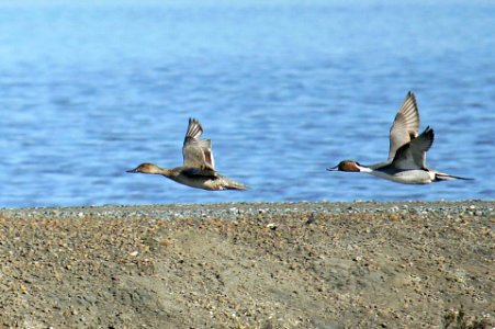 Northern pintails hover over levee of Pond 10 and 8th street
