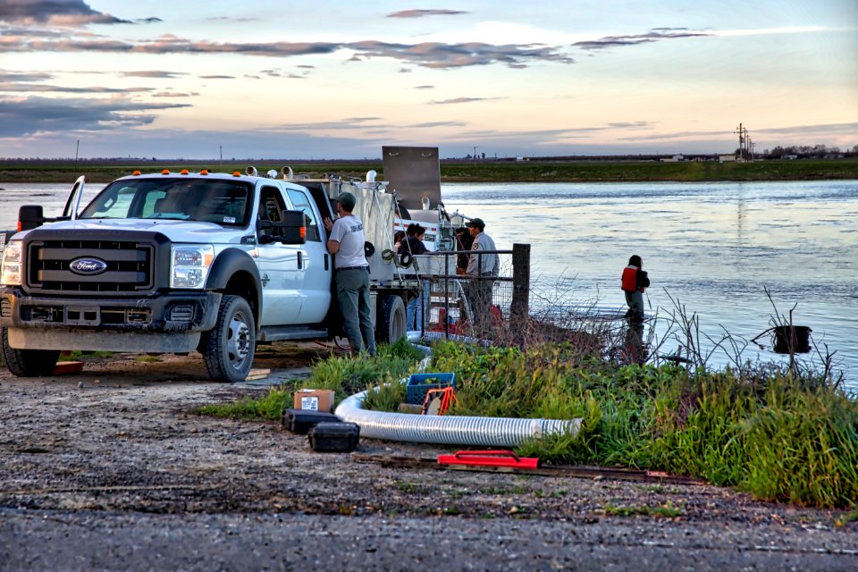 Spring-run Chinook salmon release