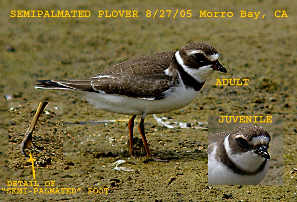 PLOVER, SEMI-PALMATED (8-27-05) slo co, ca