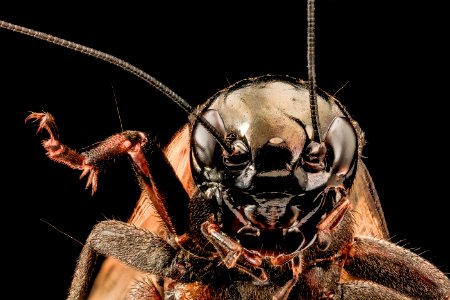 Gryllus species, U, Face, MD, PG County 2013-08-07-18.20.57 ZS PMax photo