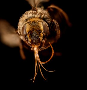 Apidae melitoma, f, face, Bagaces, CR 2018-11-16-15.27.53 ZS PMax UDR