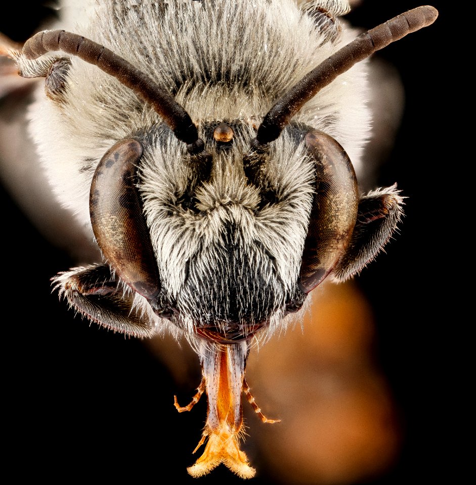 Colletes willistoni, male, face 2012-05-10-14.45.18 ZS PMax