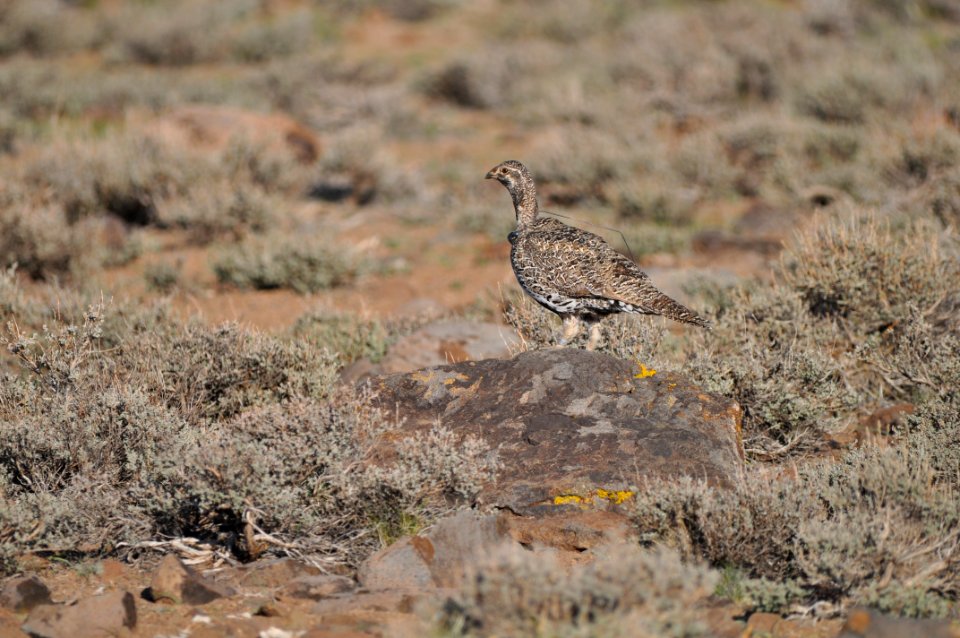 Radio-collared female Bi-State sage-grouse in Nevada