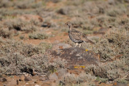 Radio-collared female Bi-State sage-grouse in Nevada