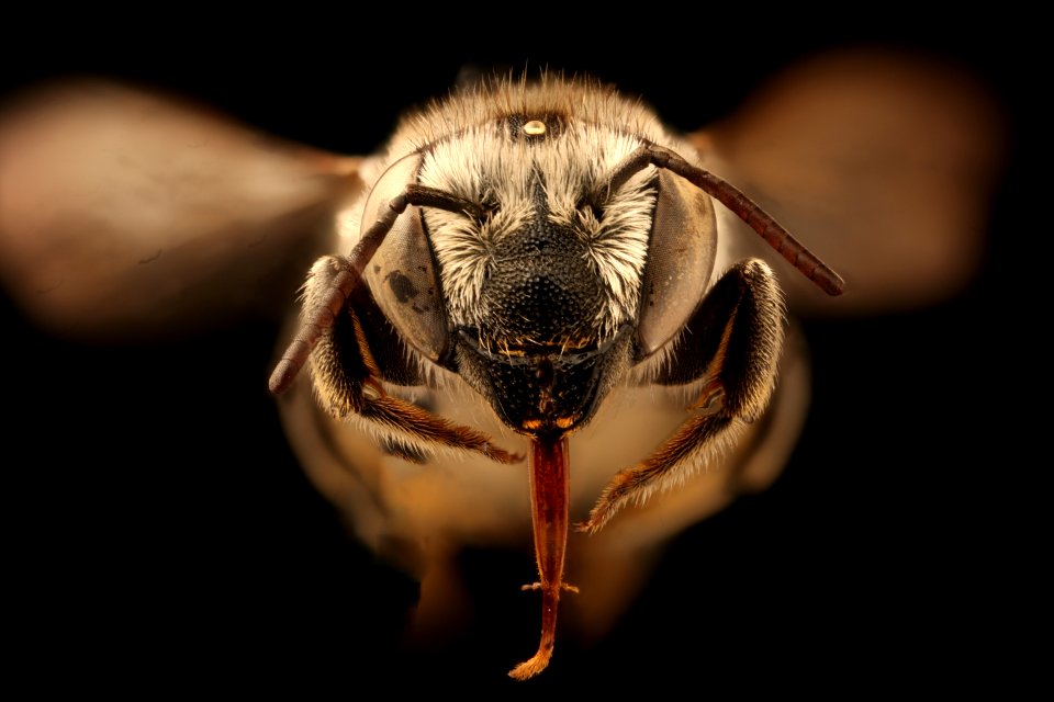 Megachile brevis onobrychidis, f, face, Yolo Co., CA 2019-03-22-20.53.05 ZS PMax UDR