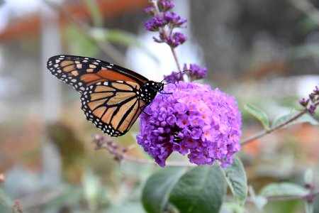 Monarch Butterfly
