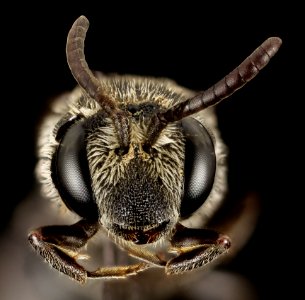 aglaoapis tridentata, f,face 2014-11-01-23.04.37 ZS PMax photo