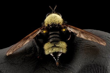 Asilid, Bumblebee mimic 2014-07-01-15.29.57 ZS PMax photo