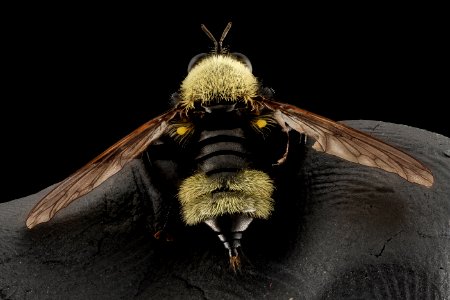 Asilid, Bumblebee mimic 2014-07-01-15.29.57 ZS PMax