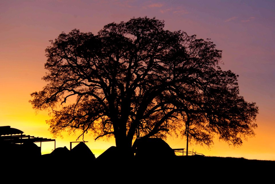 SUNRISE AT THE CHIMINEAS FEED LOT -04